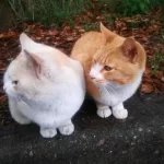 モモが同居した猫ちゃんたち　②