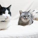 モモが同居したココとモモのバトル動画