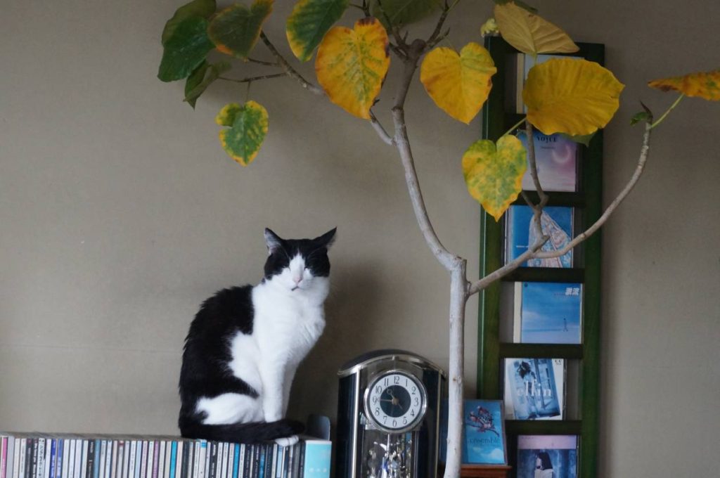 悪戯開始？|モモとヤンヤン