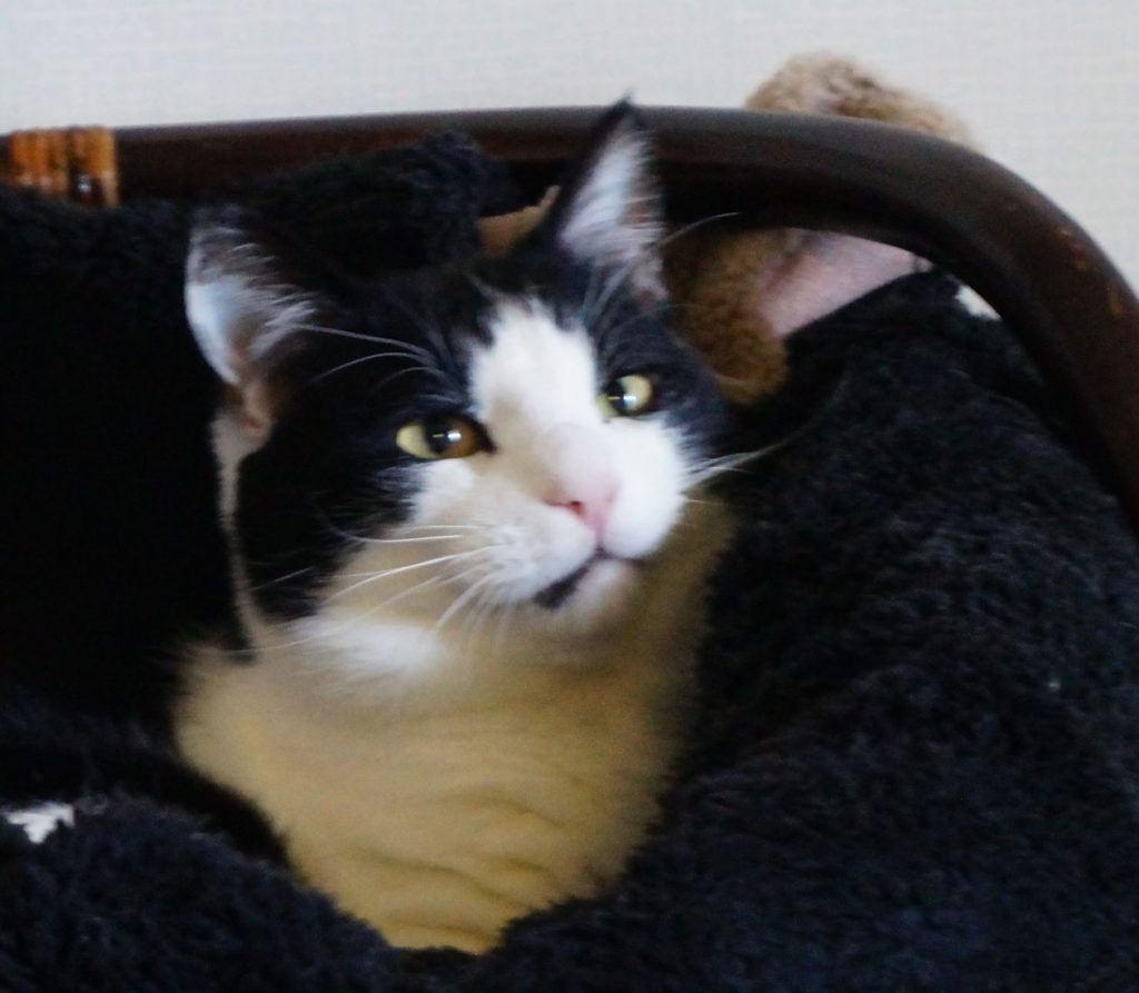 擬態・・・・？|モモとヤンヤン