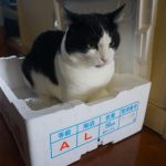 モモとヤンヤン 