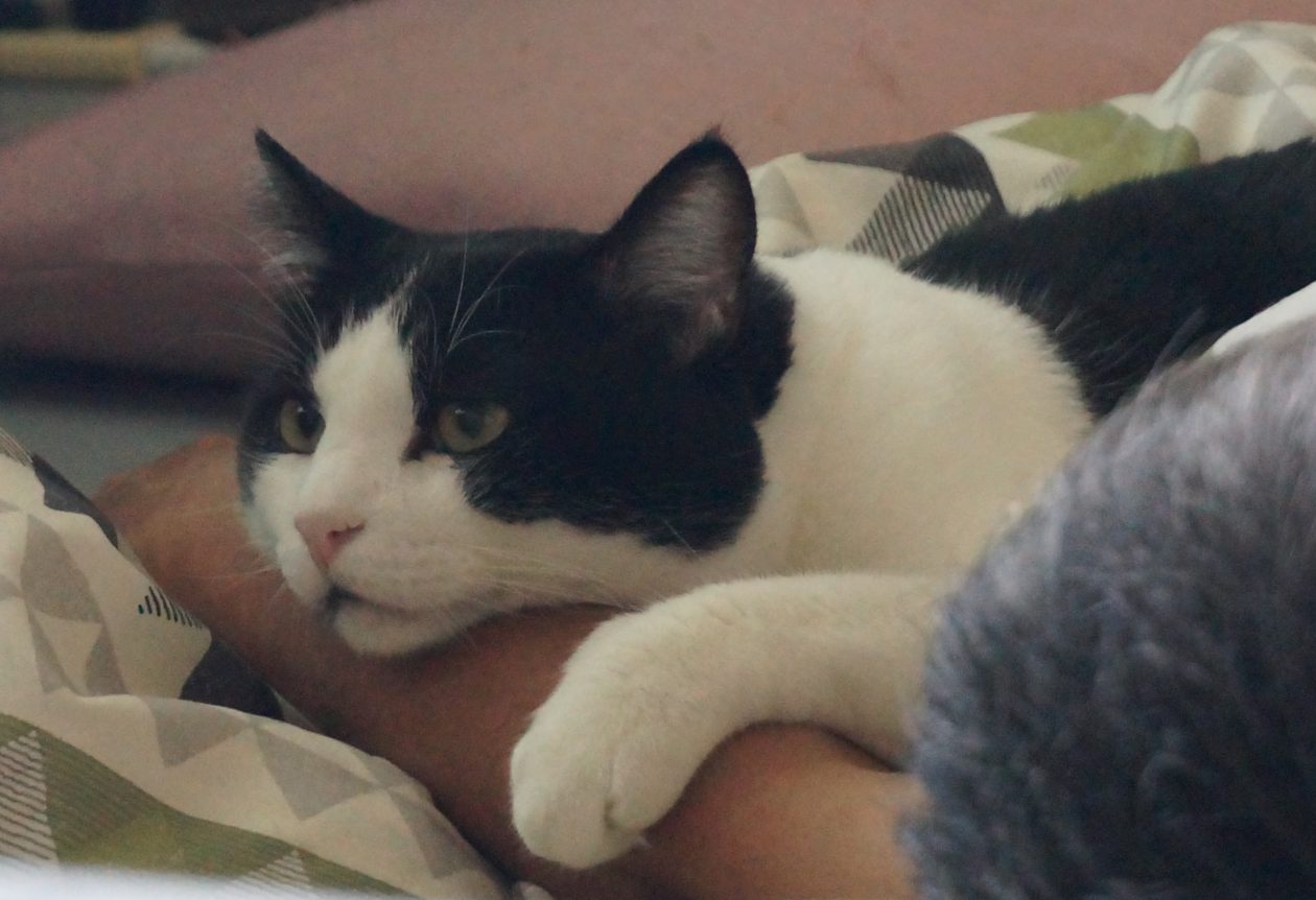 モモとヤンヤン 
