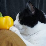 モモとヤンヤン 