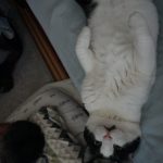 モモとヤンヤン 