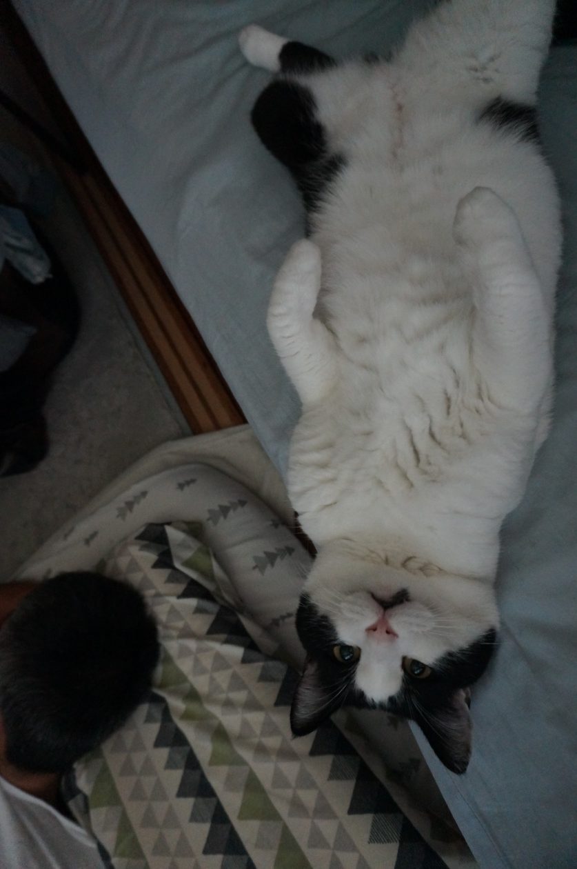 モモとヤンヤン 