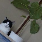 モモとヤンヤン&nbsp;