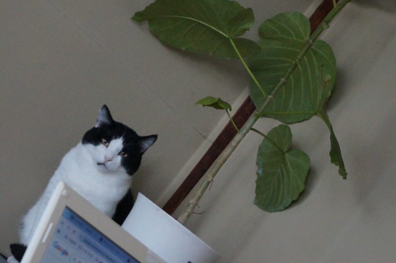 モモとヤンヤン&nbsp;