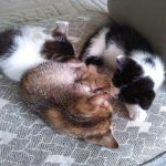 モモとヤンヤン&nbsp;