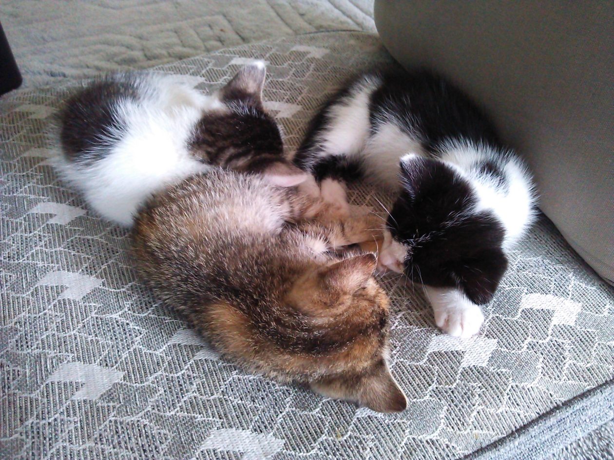 モモとヤンヤン&nbsp;