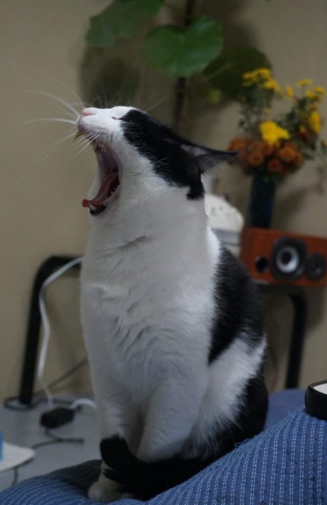 モモとヤンヤン 