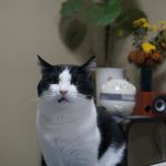 モモとヤンヤン&nbsp;