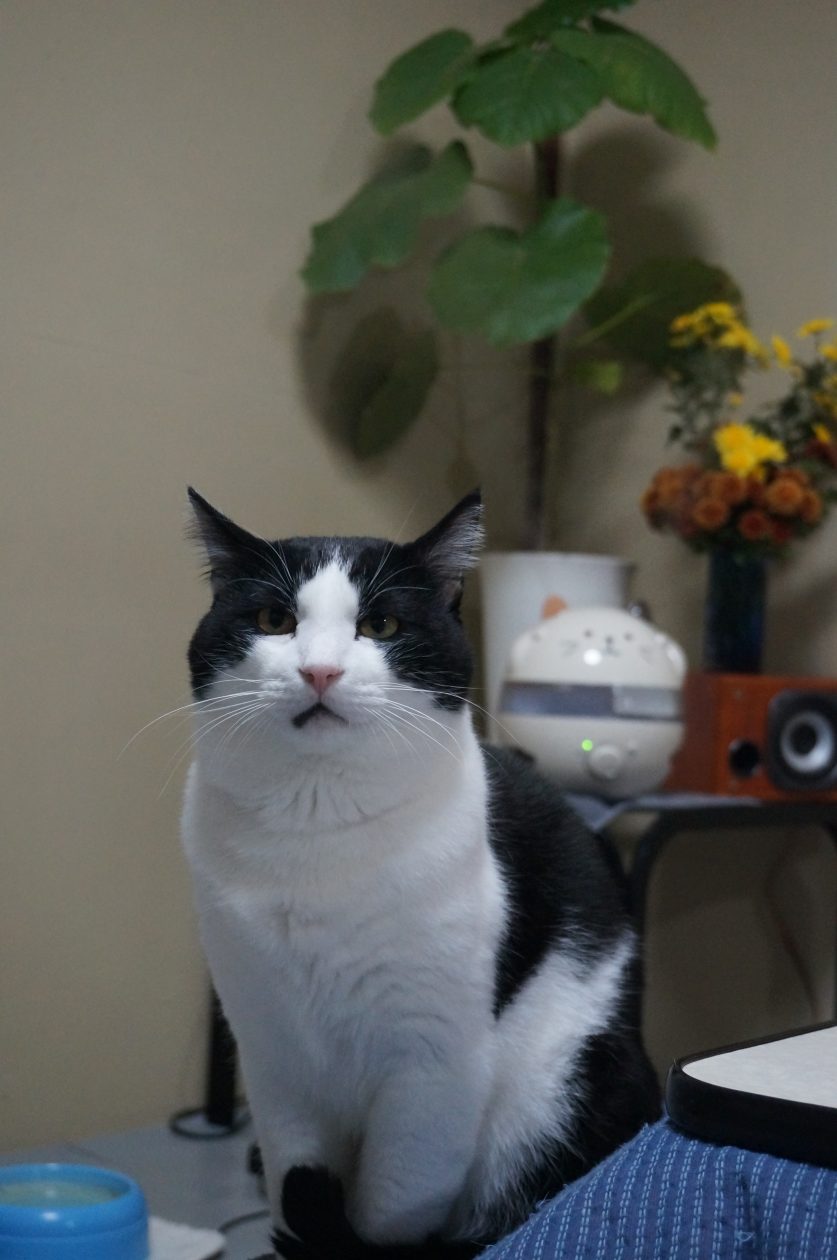 モモとヤンヤン&nbsp;