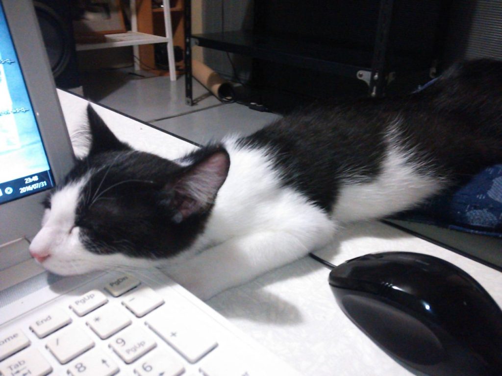 モモとヤンヤン&nbsp;