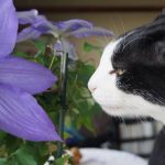 モモとヤンヤン&nbsp;