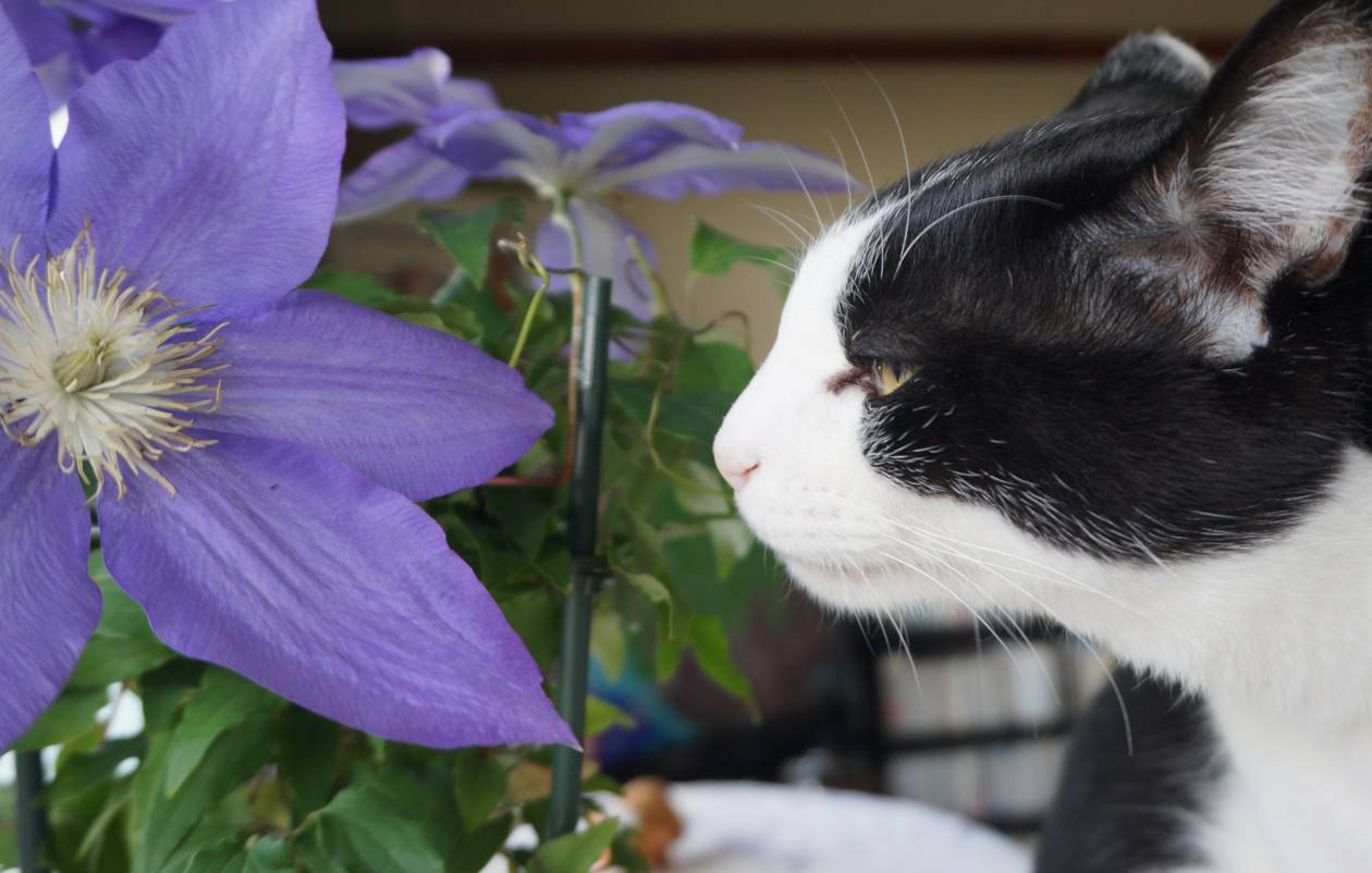 モモとヤンヤン&nbsp;