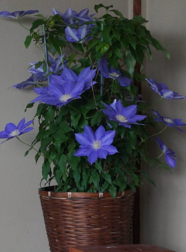 モモとヤンヤン 