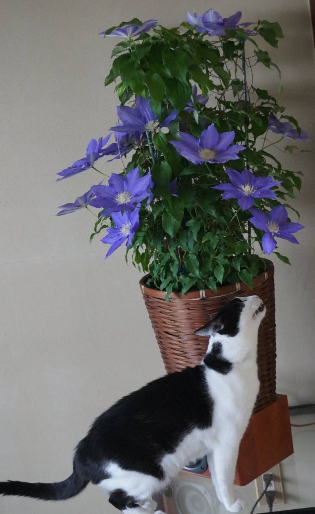 モモとヤンヤン&nbsp;