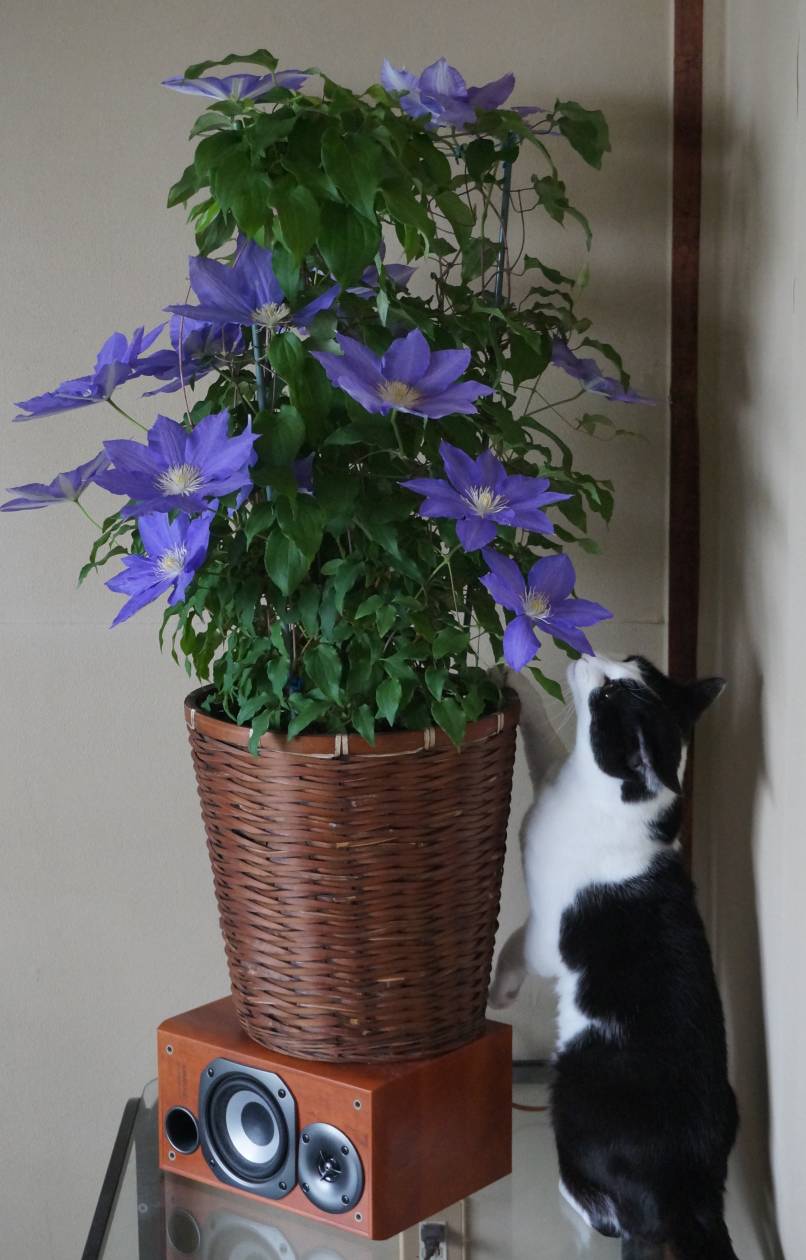 モモとヤンヤン&nbsp;