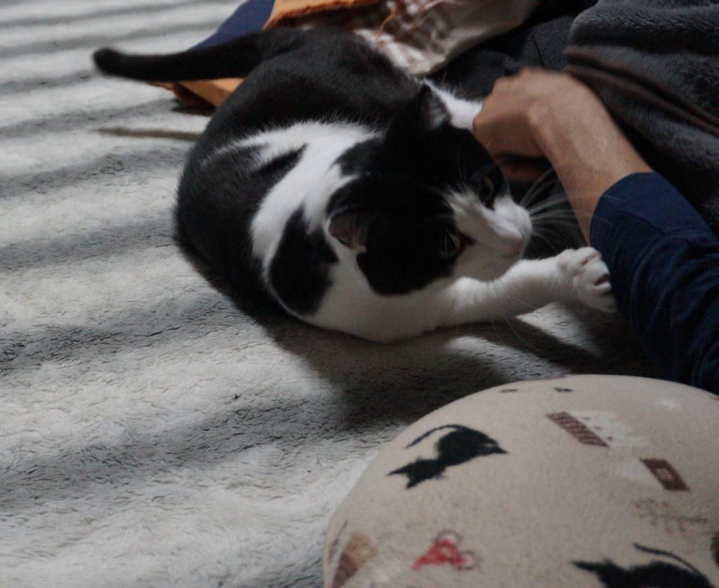 モモとヤンヤン 