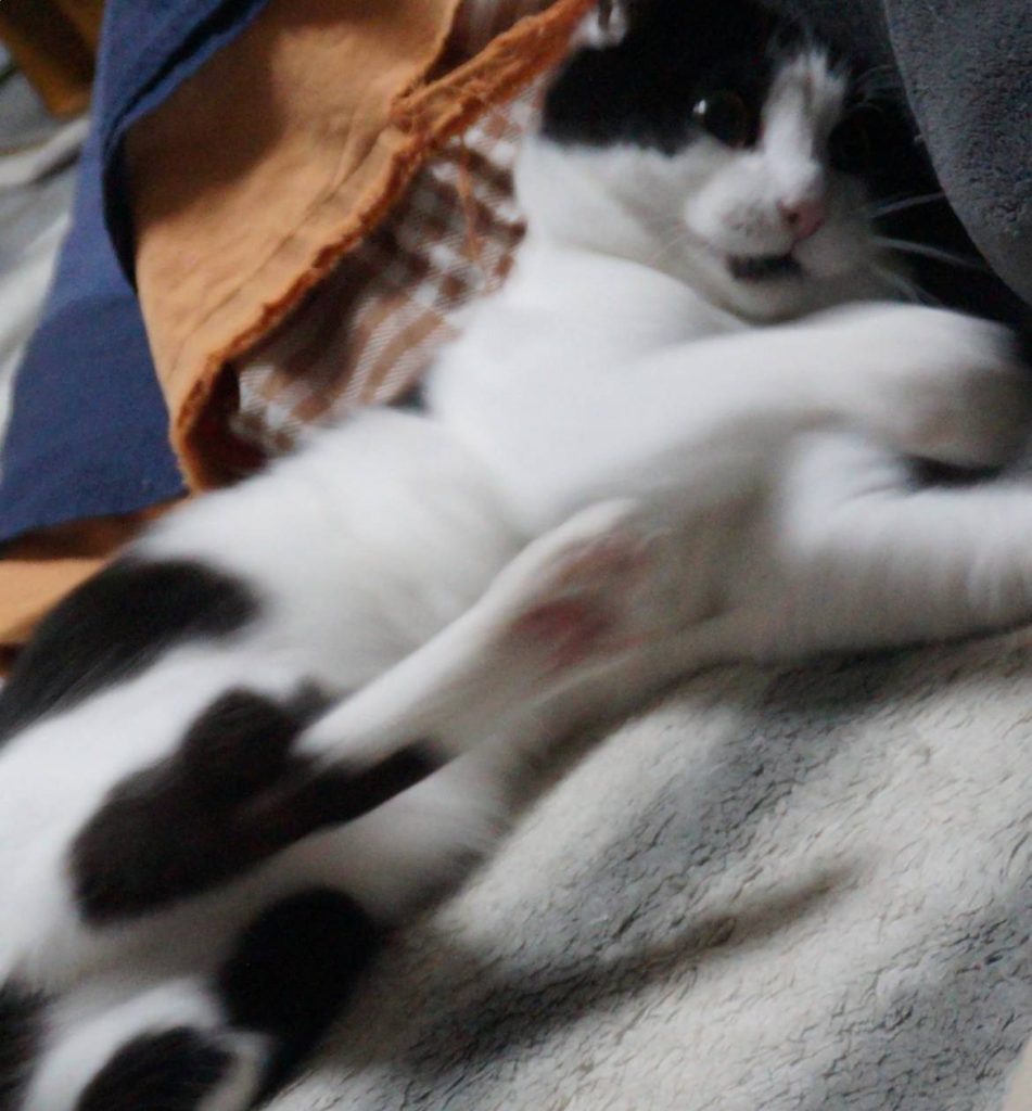 モモとヤンヤン 