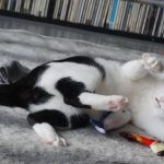 モモとヤンヤン&nbsp;