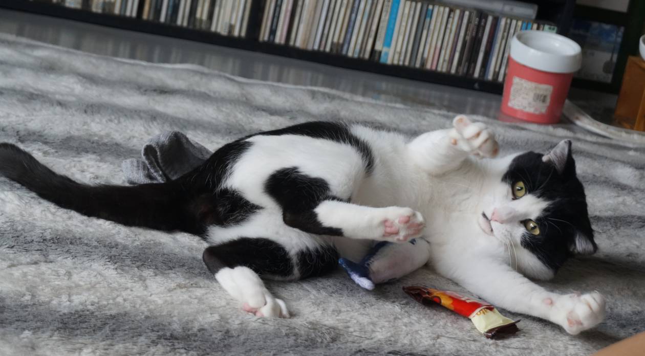 モモとヤンヤン&nbsp;