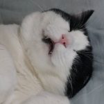 モモとヤンヤン&nbsp;