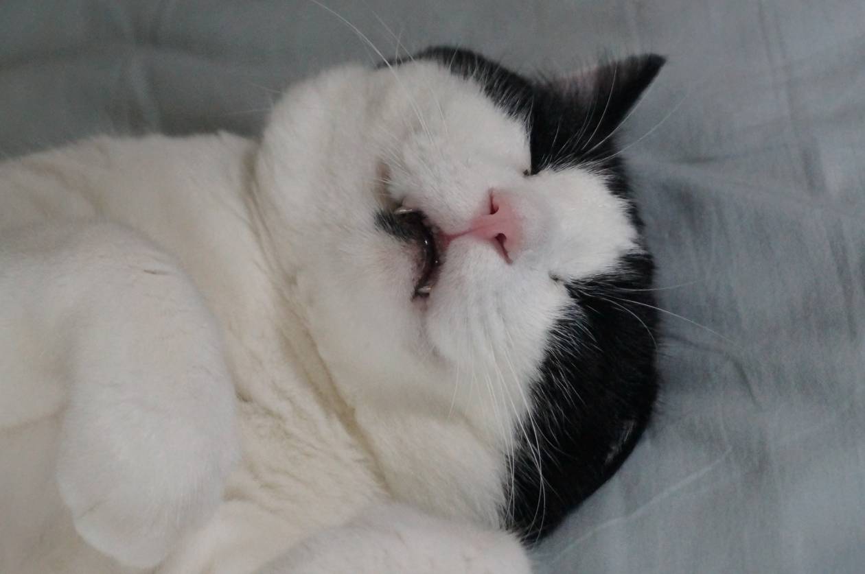 モモとヤンヤン&nbsp;